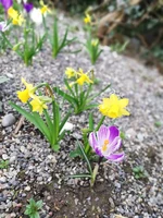 Blumen aus Steinen.jpg