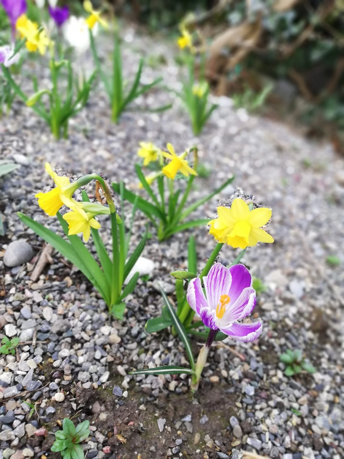 Blumen aus Steinen.jpg