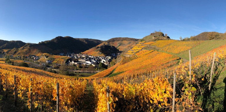 Weinberg Herbst Panorama