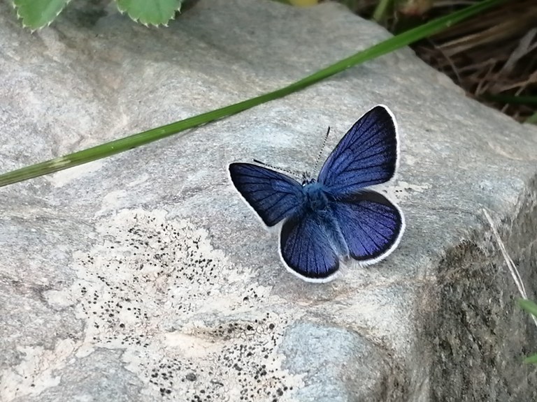Schmetterling blau.jpg
